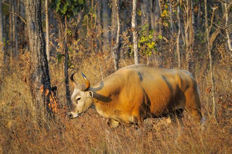 Stronger law enforcement needed to protect Cambodia's wildlife | WWF