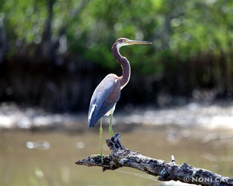 Water Birds | Noni Cay Photography