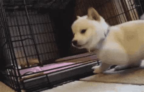 Doge-puppy GIFs - Find & Share on GIPHY