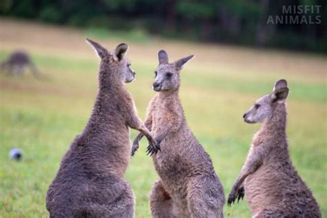 Where Do Kangaroos Live? The Natural Habitat Of Kangaroos