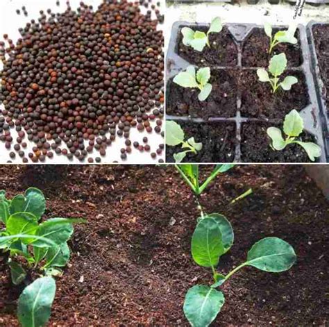 Cauliflower Seed Germination, Time, Temperature | Gardening Tips