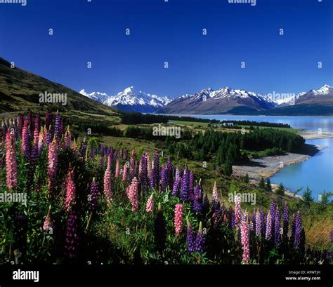 LUPINS LAKE LAKE PUKAKI AORAKI MOUNT COOK NATIONAL PARK MACKENZIE COUNTRY CANTERBURY SOUTH ...