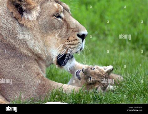 Asiatic Lion Cubs - Chessington World of Adventure, Surrey Stock Photo - Alamy