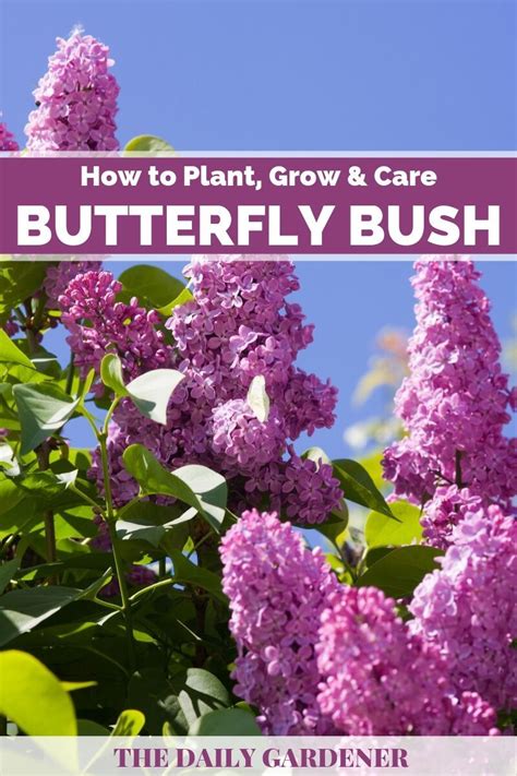 How to Plant, Grow and Care Butterfly Bush