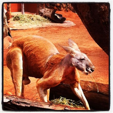 Kangaroo from Sydney Zoo in Australia... Kangaroo, Zoo, Sydney ...