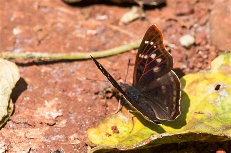 Argentine Butterflies 2, Iguazú National Park, Argentina