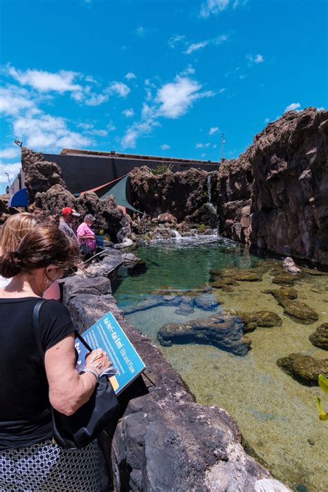 The Maui Ocean Center Isn't Your Everyday Aquarium - Hawaii Magazine