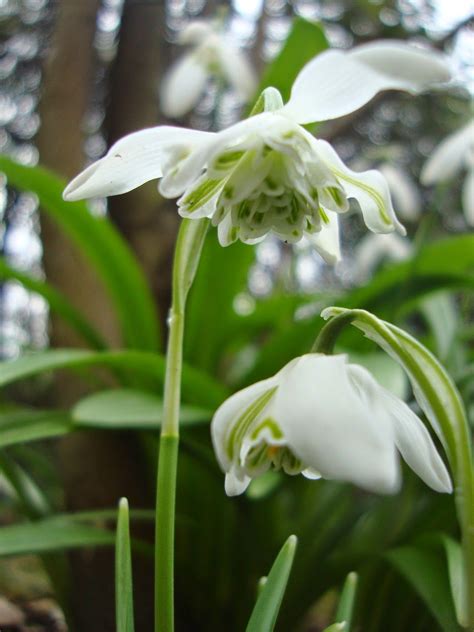 Galanthus nivalis 'Flore pleno' - Snowdrop