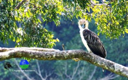 Endangered Philippine Eagle Conservation, Protection Pushed