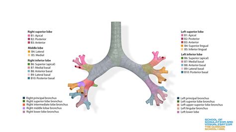 Bronchial Tree