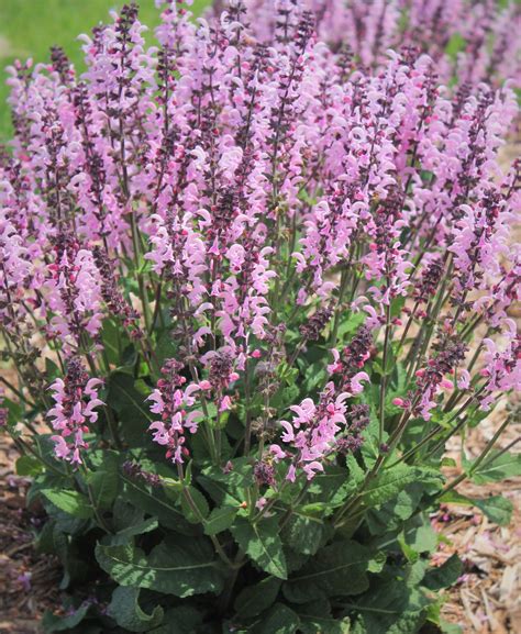 New plants for 2015 – Salvias