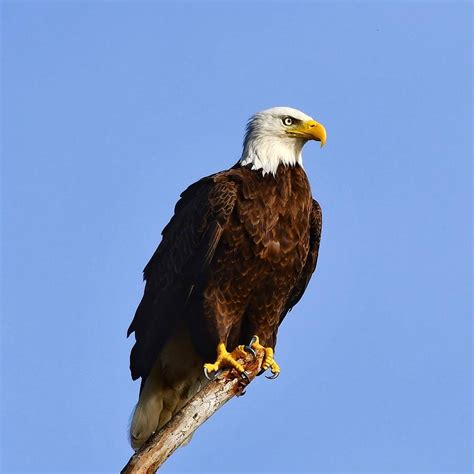 Bald Eagle talons Photograph by Ken Lawrence - Pixels