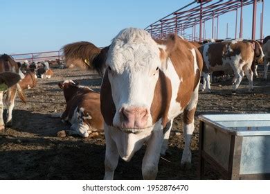 Simental Cattle Images: Browse 103 Stock Photos & Vectors Free Download with Trial | Shutterstock