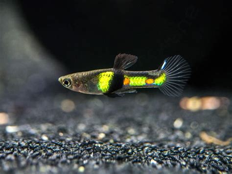 El Tigre Endler’s Livebearer (Poecilia wingei var. "El Tigre"), Male - Tank-Bred! | El tigre ...