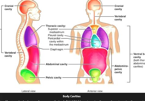 Body Cavities Diagram | Quizlet