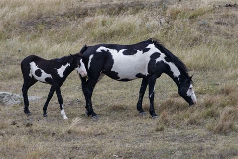 10 Best Horse and Pony Breeds for Kids