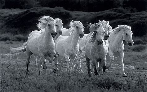 All The Pretty Horses Movie Wallpapers 894927 - Seven Running White ...