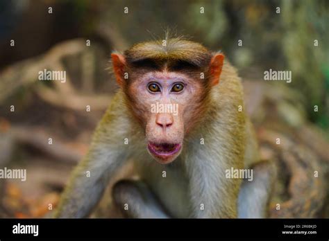 Face of an angry monkey in close up shot, wild life from Western Ghats Stock Photo - Alamy