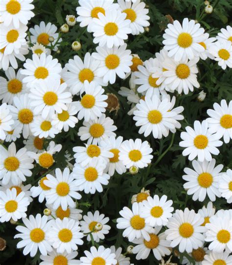 Pyrethrum Daisy 50 Seeds (Tanacetum cinerariifolium)