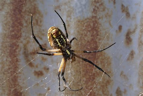 Texas Barn Spider in Web 1 Photograph by Big E tv Photography - Fine Art America