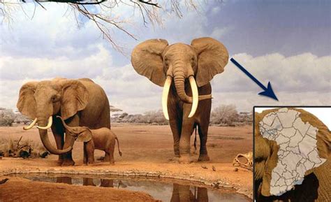 African elephant's ears | Interesting Facts