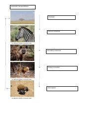 Biome 1 .docx - Savannah Grassland Biome Producer Primary Consumer by Unknown Author is licensed ...