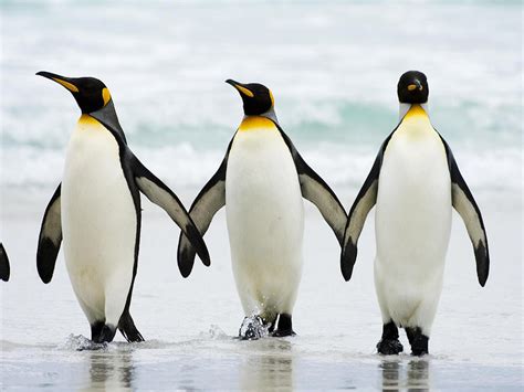 Penguin Wallpapers Images Photos Pictures Backgrounds