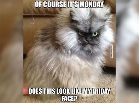 19 Hysterical Memes Especially Created For Mondays | LifeDaily