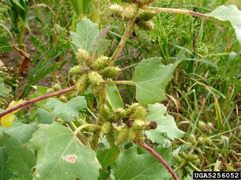 common cocklebur, Xanthium strumarium (Asterales: Asteraceae) - 5256052