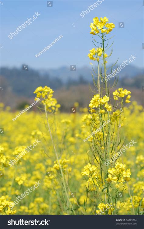 Field Of Mustard Flowers In Napa Valley, California - Brassica Juncea ...