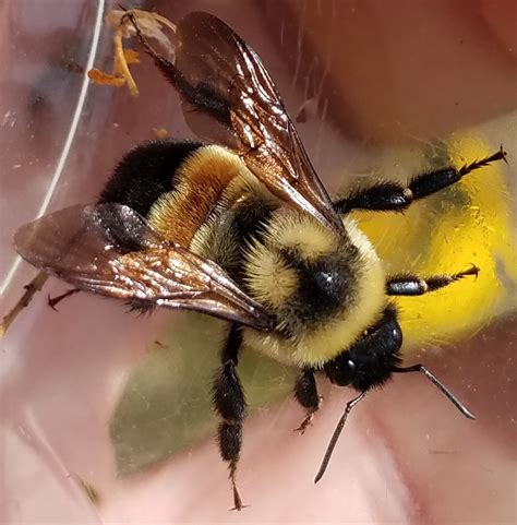 EXT XEN.0011 Midwest Bumble Bee Identification, Ecology, and Conservation | University of Minnesota