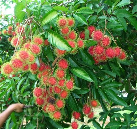 Polynesian Produce Stand : Red RAMBUTAN Tropical Fruit Tree LIVE SEEDLING Exotic Nephelium lappaceum