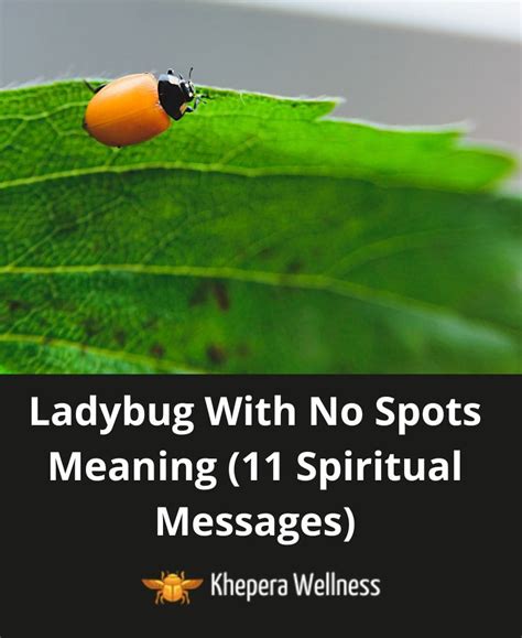 Ladybug With No Spots Meaning (11 Spiritual Messages)