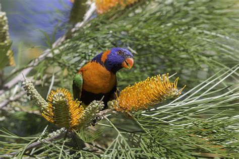 Northern Australian Birding & Wildlife - Australian Geographic