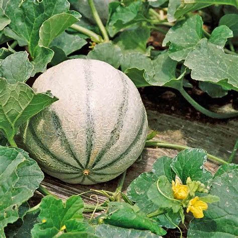 Charentais Heirloom Melon Seeds | Terroir Seeds