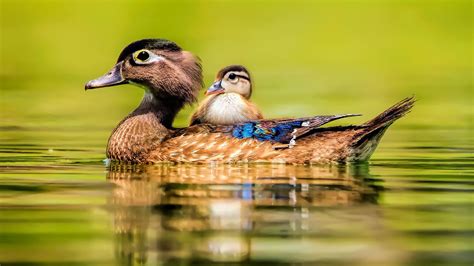 Details 82+ cute duck wallpaper hd - vova.edu.vn