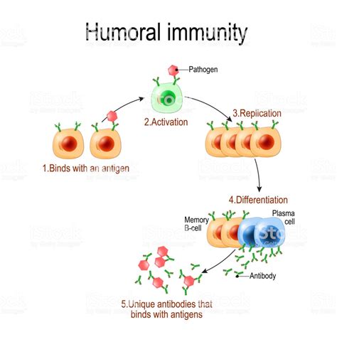 What is Humoral Immunity - Vedic Paths