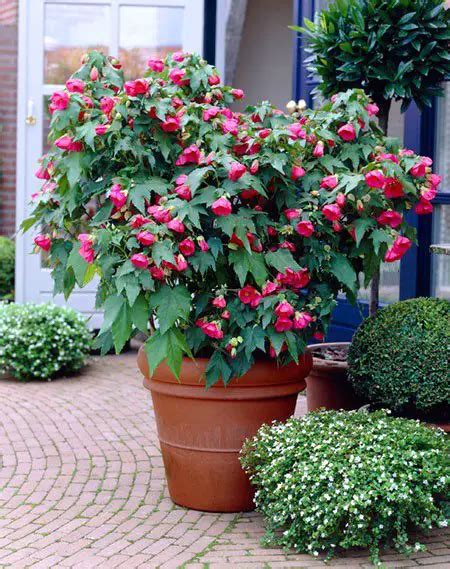 Abutilon (Flowering Maple)