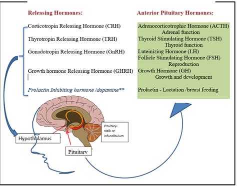 Hypothalamus and Pituitary Gland - WAPO