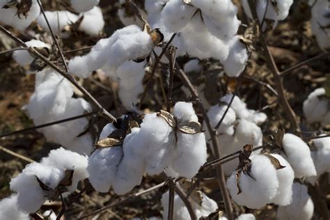 Southern Plantation Cotton Photograph by Kathy Clark