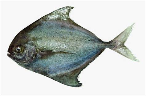 Black pomfret - Alchetron, The Free Social Encyclopedia