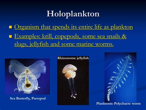 PPT - Planktonic Organisms PowerPoint Presentation, free download - ID:5502076