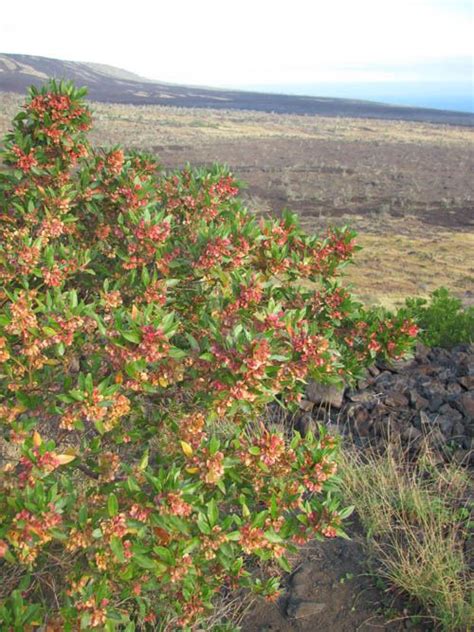 15 Hawaii Native Plants Perfect for Landscaping | Native plants, Plants