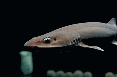 Pejegato lima | Animales | Monterey Bay Aquarium