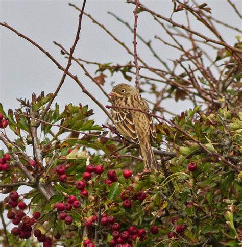 Greater Kent Birder: Ortolan bunting is still around