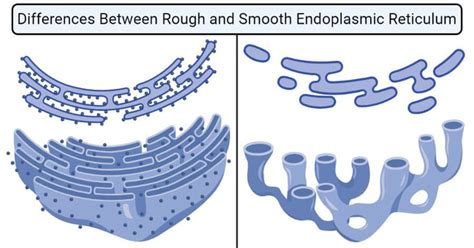 13 Differences Between Rough & Smooth Endoplasmic Reticulum | Plant and animal cells, Biology ...