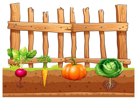 Vegetable Garden Clipart | Fasci Garden