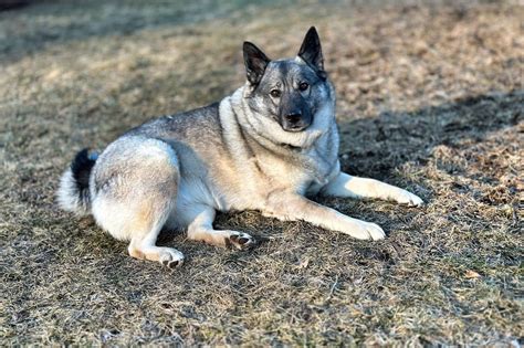 Norwegian Elkhound: A Powerful And Loyal Friend By Your Side