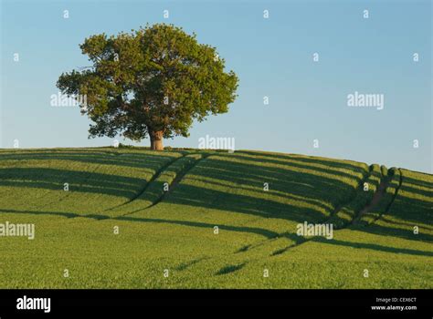 A lone oak tree perched on the brow of a hill at Teynham, Kent Stock Photo - Alamy