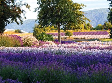 Sequim Washington Lavender Festival 2024 - Fern Gilbertine